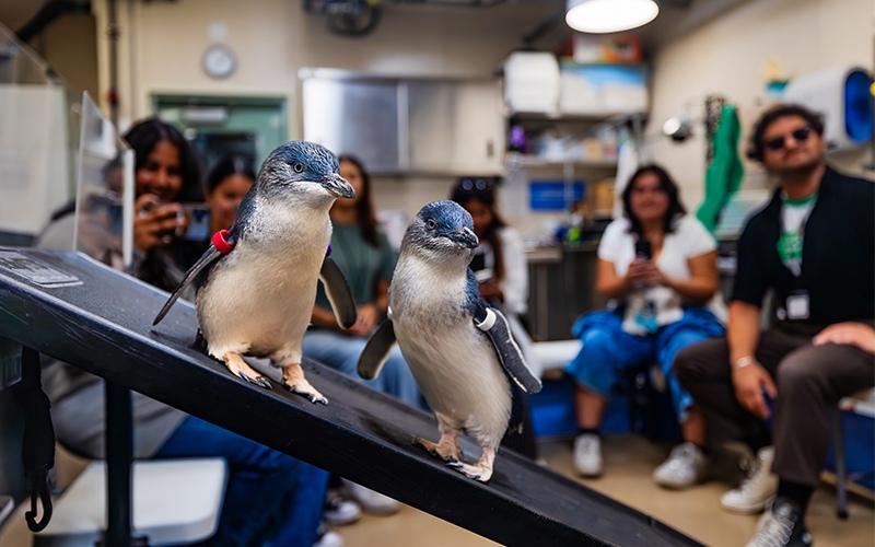 A group gets up close to a Little Blue Penguin.